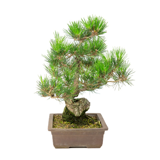 Pinus thunbergii pot non émaillé 26 cm, hauteur ~40 cm