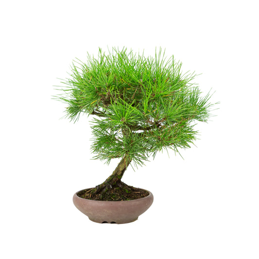 Pinus thunbergii pot non émaillé 17 cm, hauteur ~36 cm