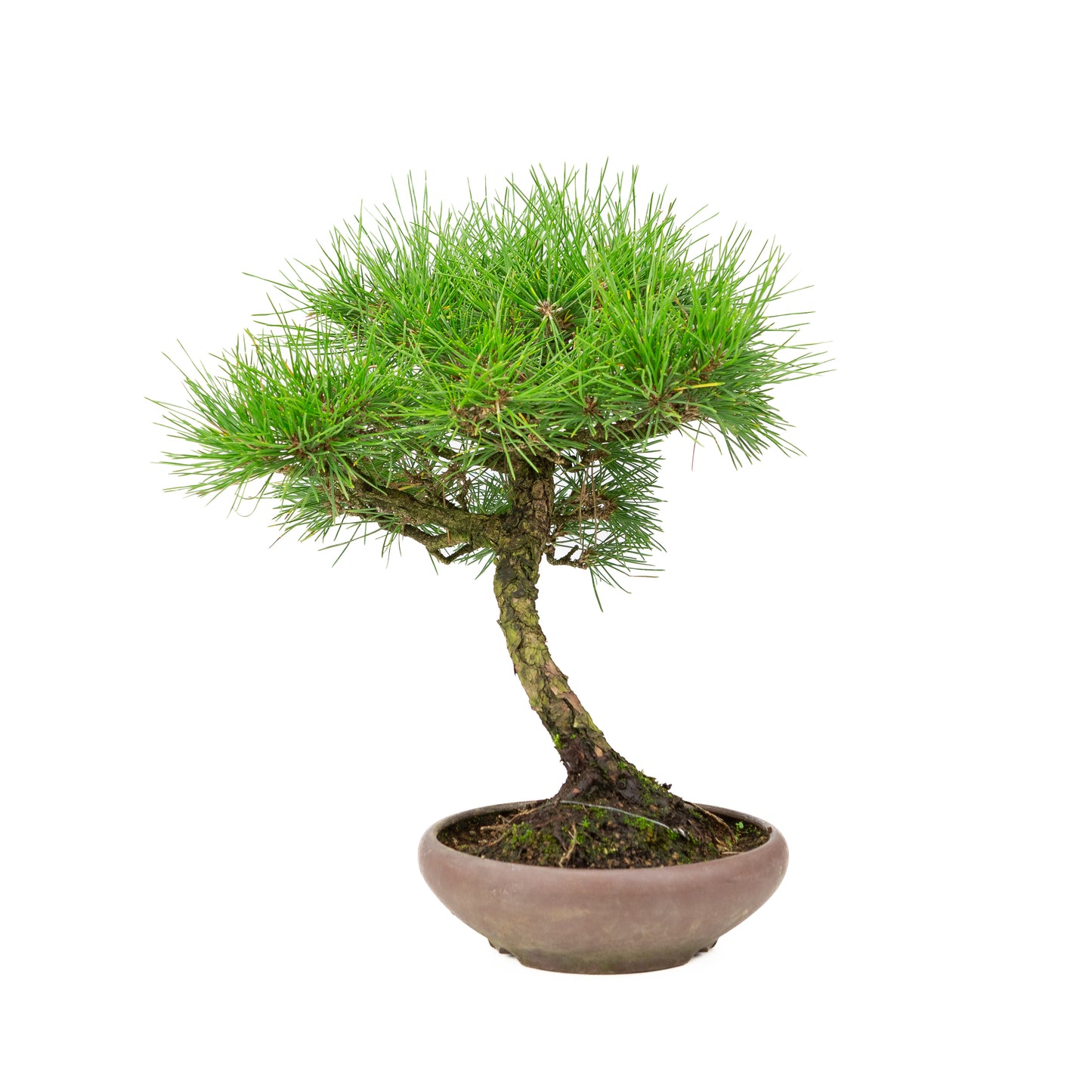Pinus thunbergii pot non émaillé 17 cm, hauteur ~36 cm