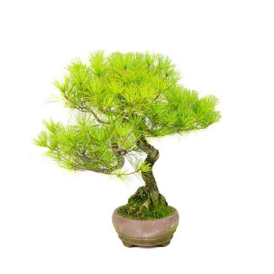 Pinus parviflora pot ovale non émaillé 19 cm, hauteur ~38 cm