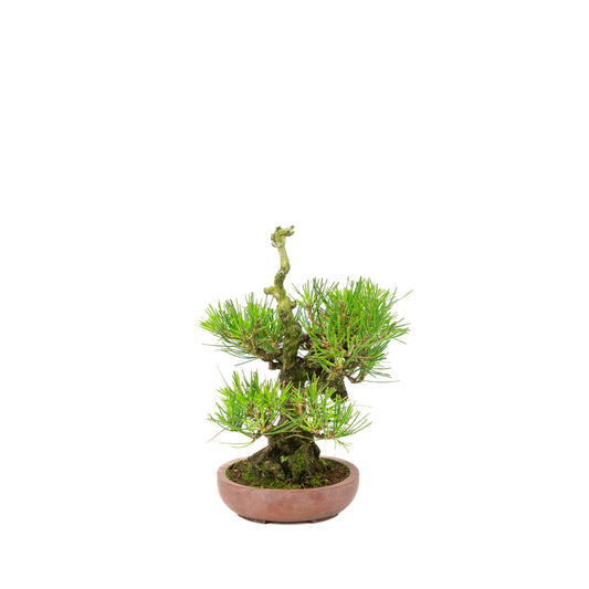 Pinus thunbergii pot non émaillé 15 cm, hauteur ~25 cm