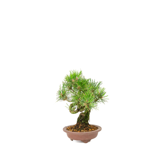 Pinus thunbergii pot non émaillé 13m, hauteur ~24cm