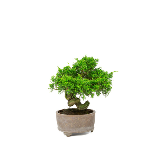 Juniperus chinensis non émaillé pot 14 cm, hauteur ~27 cm