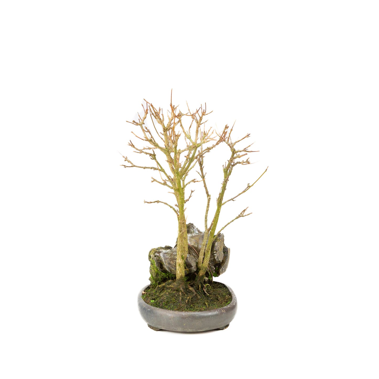 Acer buergerianum avec pot rond brun pierre 20 cm, hauteur ~31 cm
