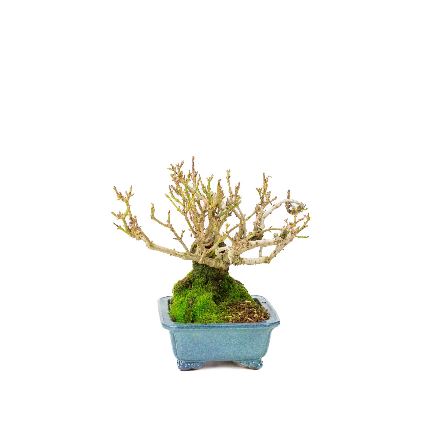 Forsythia pot bleu 18 cm, hauteur ~23 cm