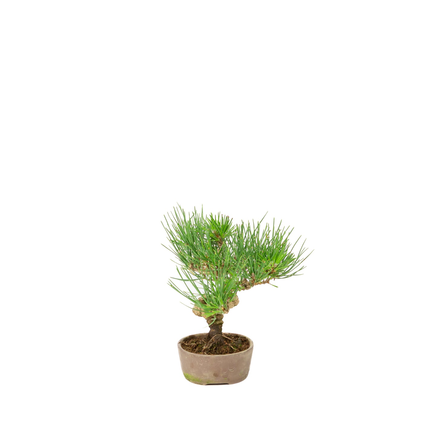 Pinus thunbergii pot non émaillé 12 m, hauteur ~20 cm