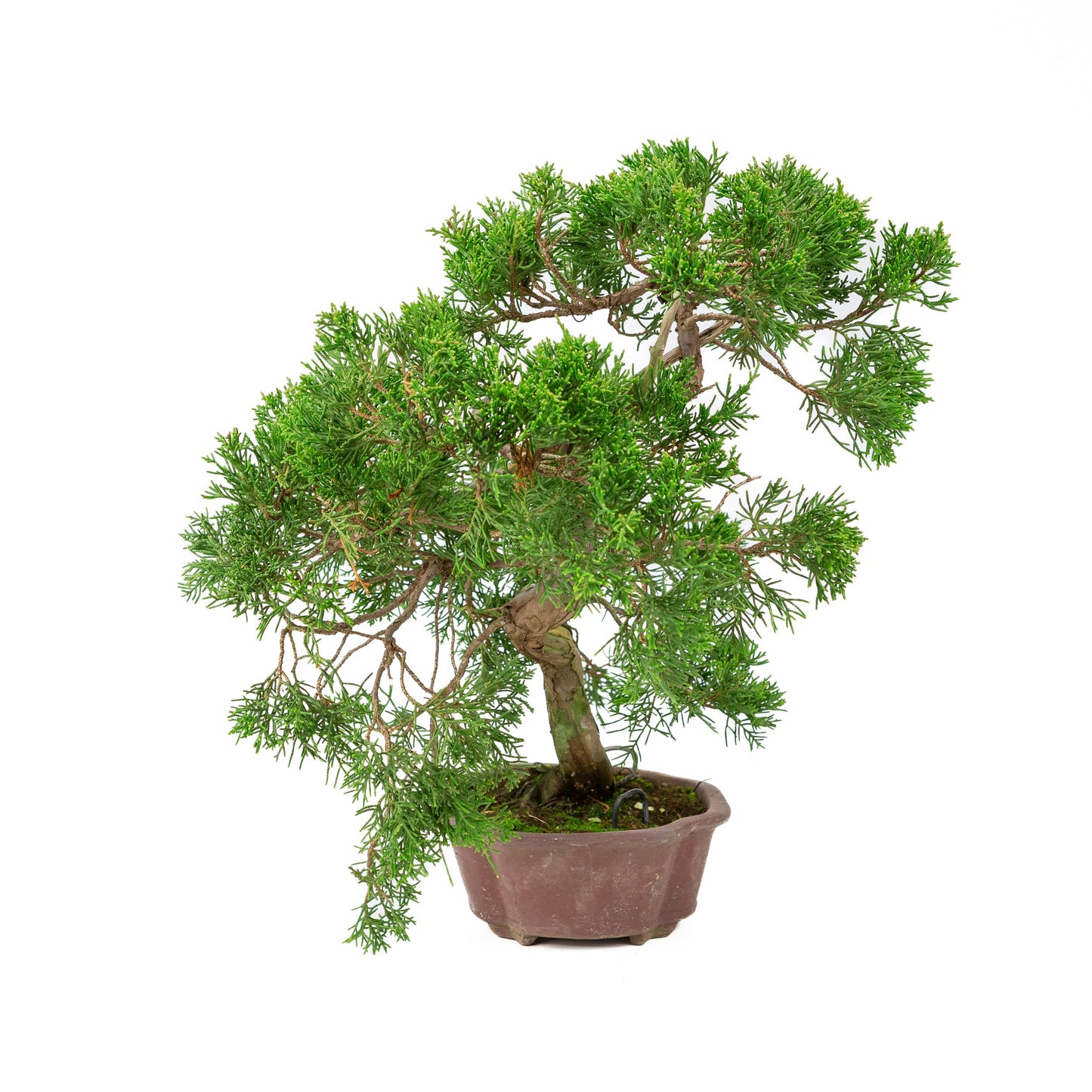 Juniperus chinensis non émaillé 19 cm, hauteur ~41 cm