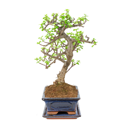 Portulacaria afra (Arbre de jade nain) Bonsaï en pot bleu 29cm, hauteur ~51cm