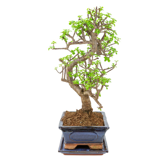 Portulacaria afra (Spekboom) Bonsaï en pot bleu 29cm, hauteur ~53cm
