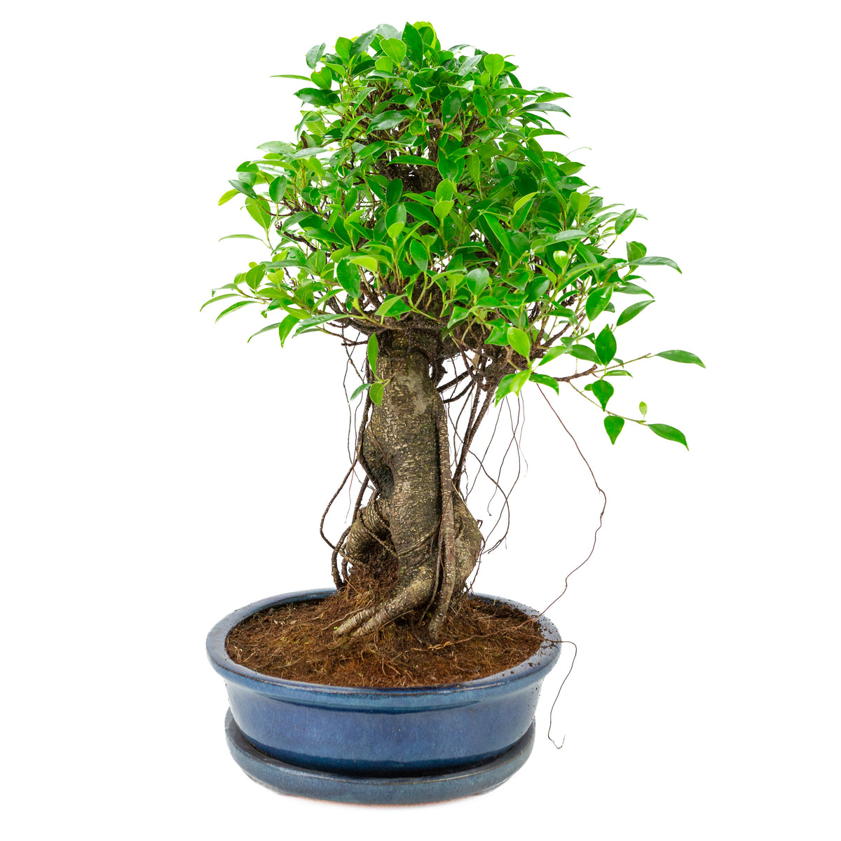 Ficus retusa Bonsai in blauwe ovale pot, hoogte ~53cm