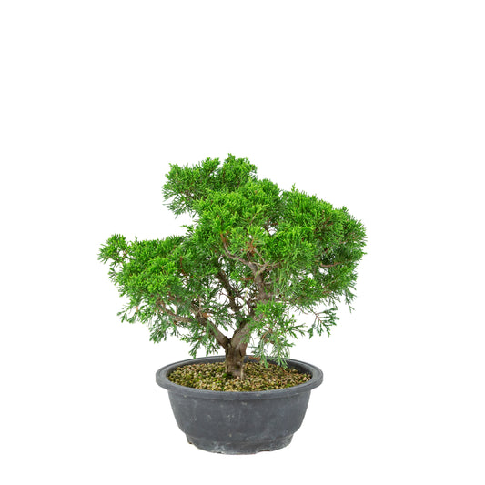 Juniperus chinensis (Genévrier de Chine) pot plastique 19cm, hauteur ~33cm