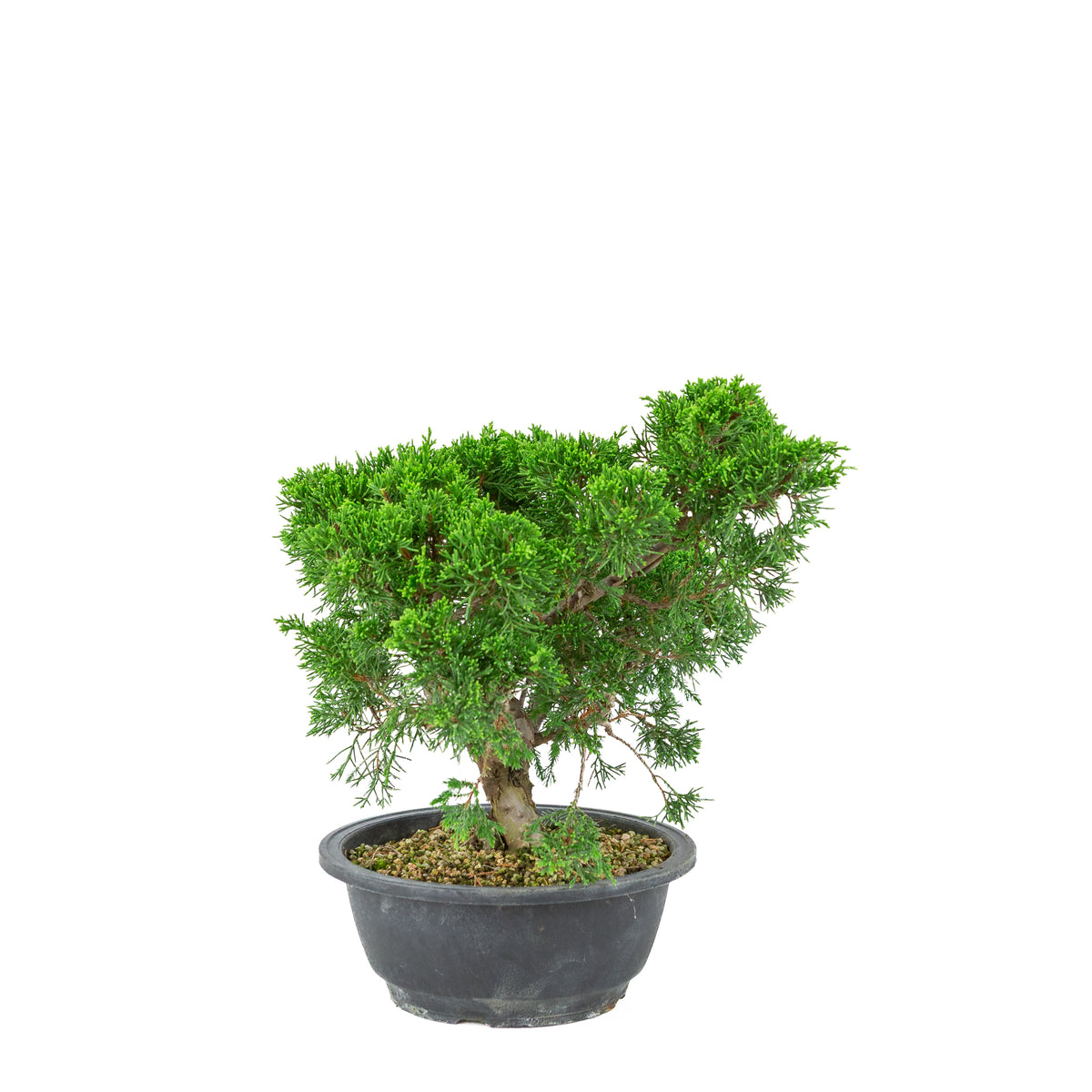 Juniperus chinensis (Jeneverbes) plastic pot 19cm, hoogte ~33cm