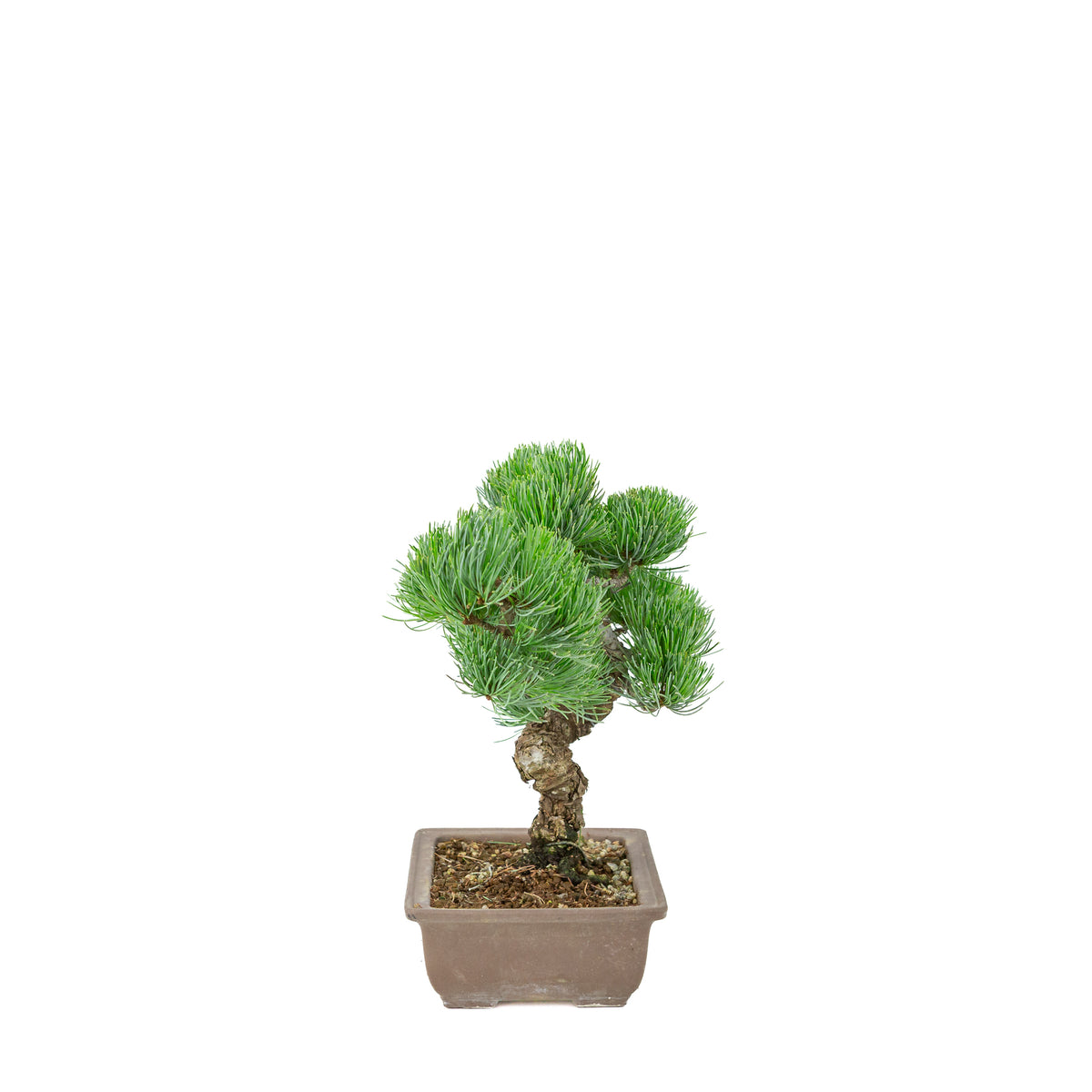 Pinus parviflora (witte den) ongeglazuurde rechthoekige pot, hoogte ~29 cm