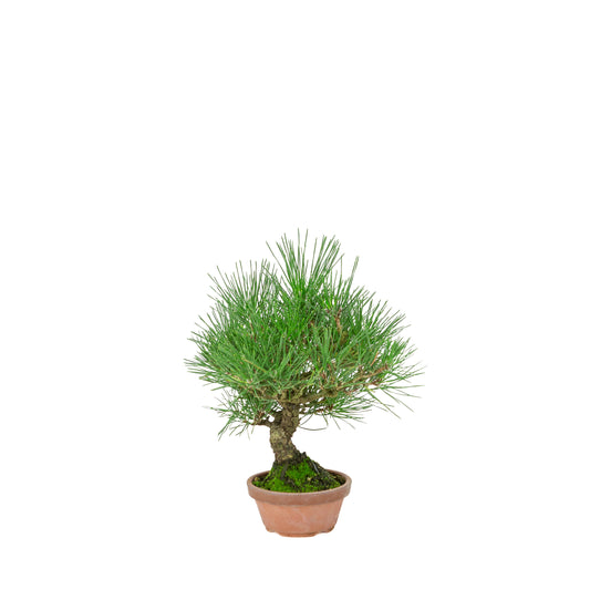 Pinus Thunbergii (Pin noir du Japon) pot terre cuite, hauteur ~30cm