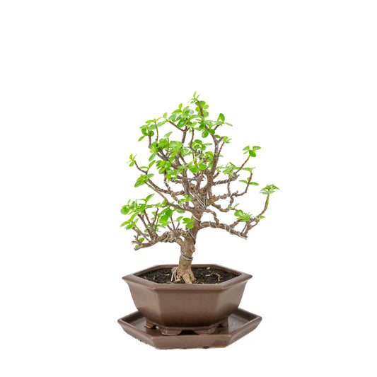 Bonsaï de Portulacaria afra (Spekboom) dans un pot hexagonal marron, hauteur ~37cm