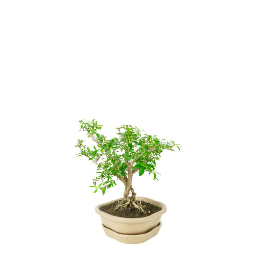Bonsaï de Serissa foetida (Arbre aux mille étoiles) en pot lotus crème, hauteur ~25cm