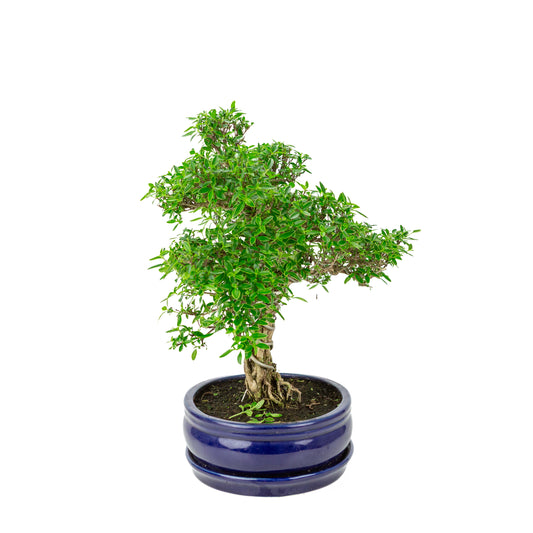Serissa foetida (Arbre aux Mille Étoiles) Bonsaï dans un pot ovale bleu, hauteur ~41cm
