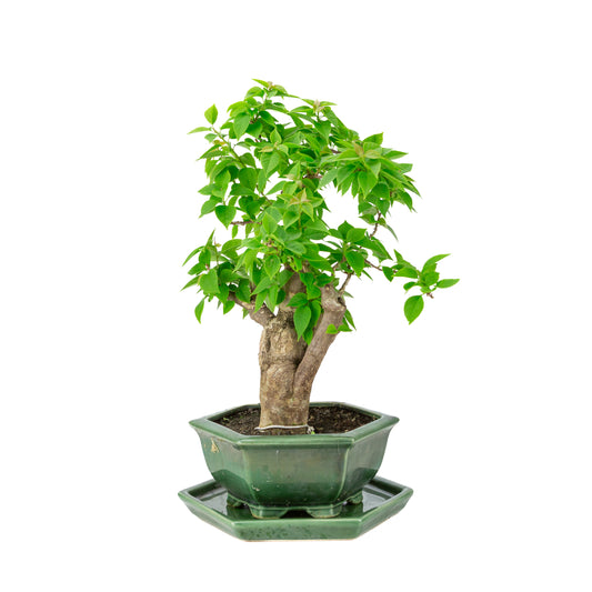 Bougainvillier glabra pot hexagonal vert, hauteur ~44cm