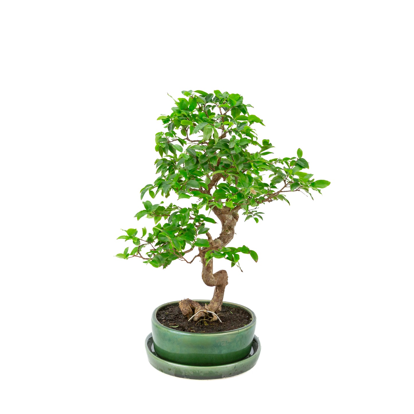 Syzigium Bonsai in groene ovale pot, hoogte ~39cm