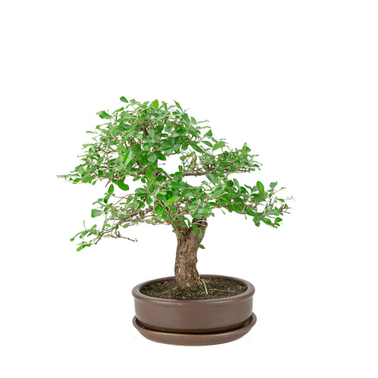 Elaeagnus pungens, pot rond brun, hauteur ~ 37cm