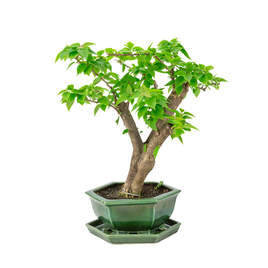 Bougainvillea glabra pot hexagonal vert, hauteur ~42cm
