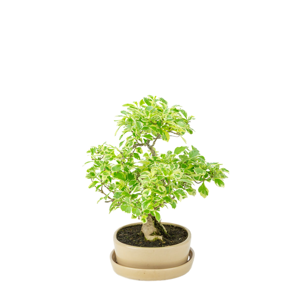 Durantha repens 'Variegata' Bonsai in crème ovale pot 21cm, hoogte ~33cm