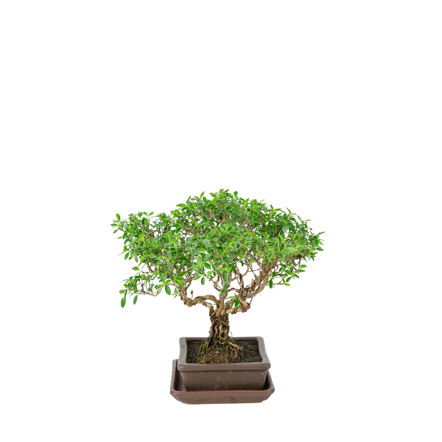Serissa foetida (Boom van Duizend Sterren) Bonsai in bruine rechthoekige pot, hoogte ~26cm