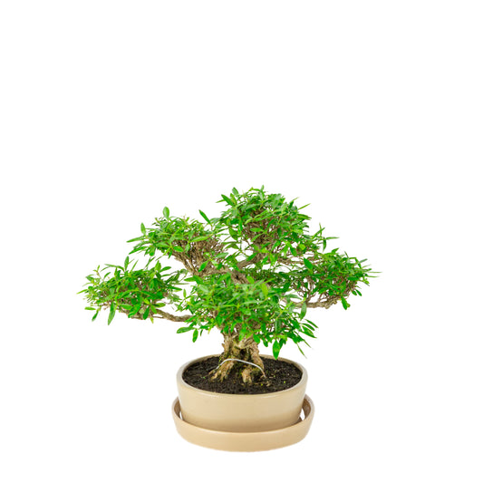 Bonsaï Serissa foetida (Arbre aux mille étoiles) en pot ovale crème, hauteur ~28cm