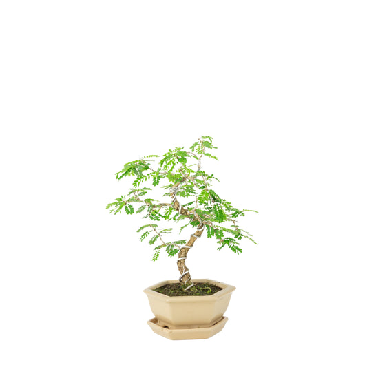 Bonsaï Sesbania dans un pot hexagonal crème, hauteur ~32cm