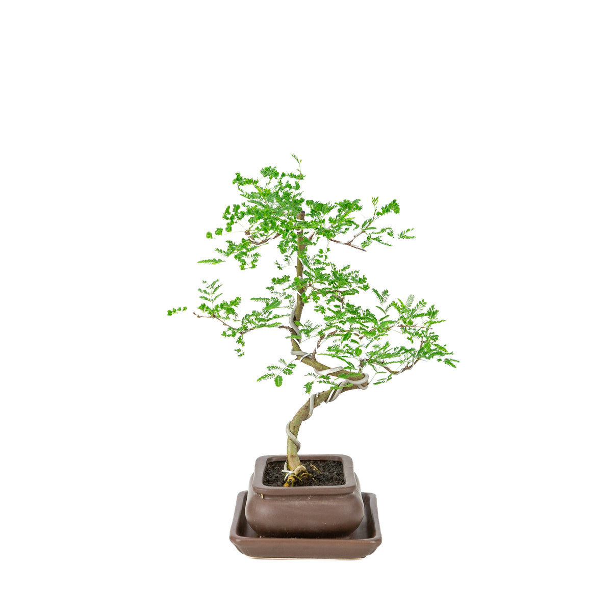 Vachellia nilotica Bonsai (Godendoring) in bruine rechthoekige pot, hoogte ~37cm