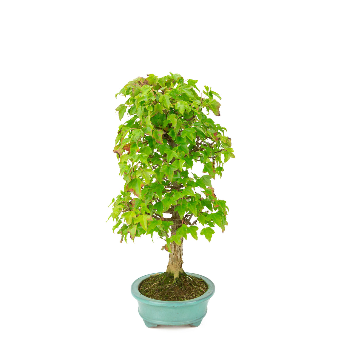 Acer buergerianum (Érable à trois dents) pot ovale vert, hauteur ~40 cm