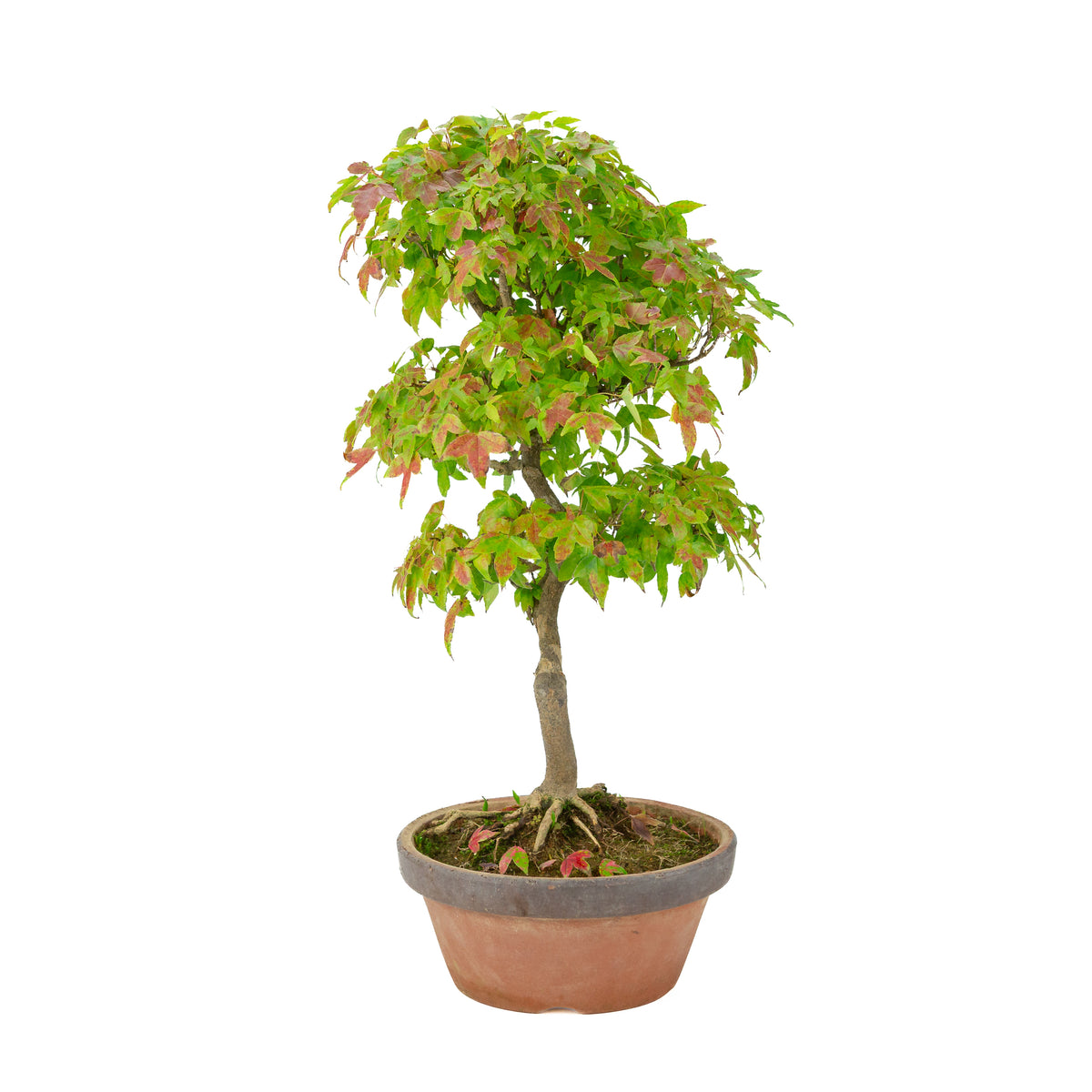 Acer buergerianum (Érable de Burger) pot en terre cuite, hauteur ~46 cm