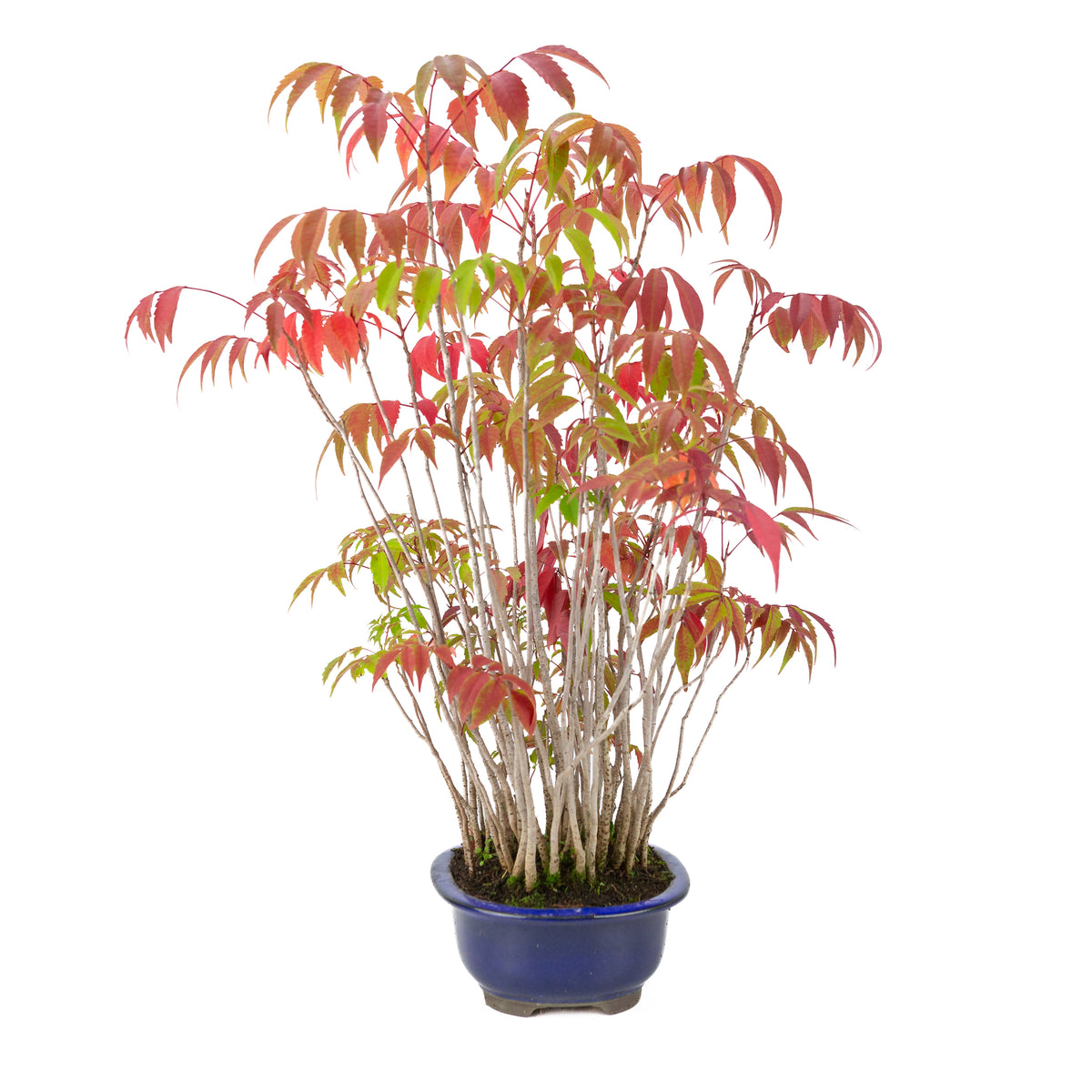 Rhus succedanea (Rhus verniciflua) pot ovale bleu, hauteur ~47cm