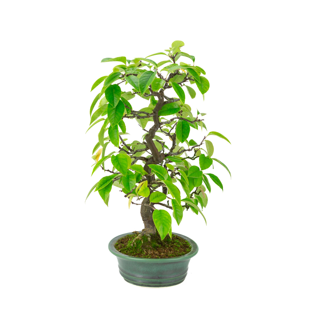 Chaenomeles sinensis (cognassier de Chine) pot ovale vert, hauteur ~43 cm