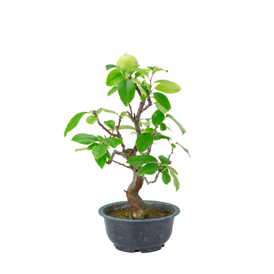 Chaenomeles sinensis (cognassier de Chine) pot en plastique bleu, hauteur ~39 cm