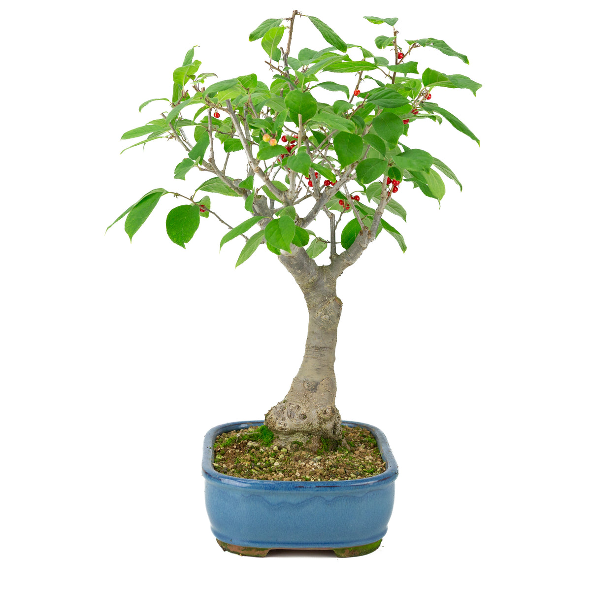 Ilex serrata pot rectangulaire bleu, hauteur ~50cm
