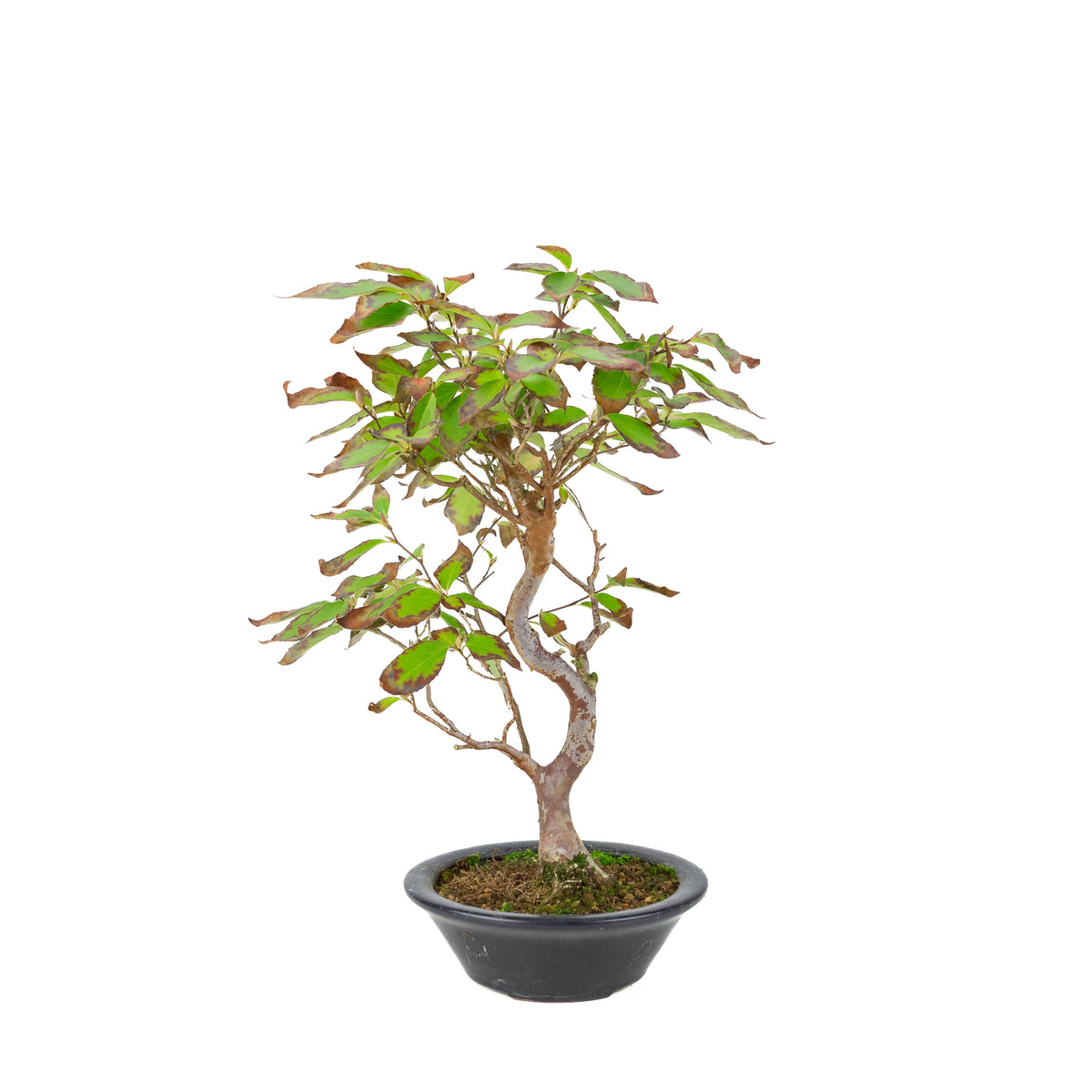 Stewartia monodelpha (Camélia de Stewart) pot rond bleu foncé, hauteur ~37cm
