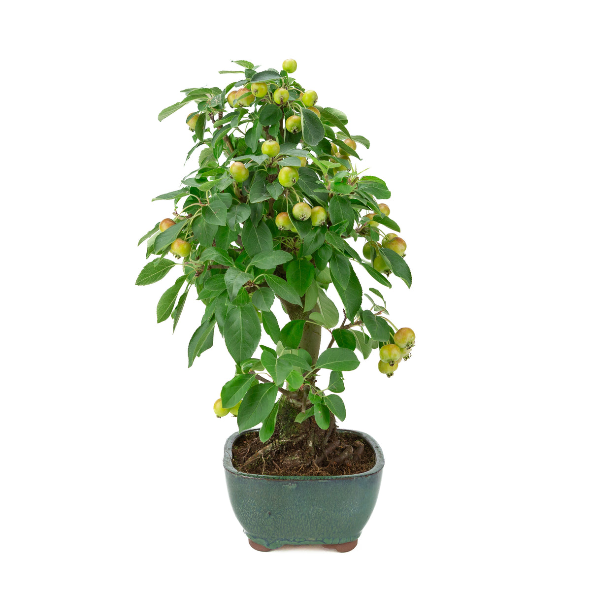 Malus halliana (Pommier) dans pot rectangulaire vert, hauteur ~44 cm