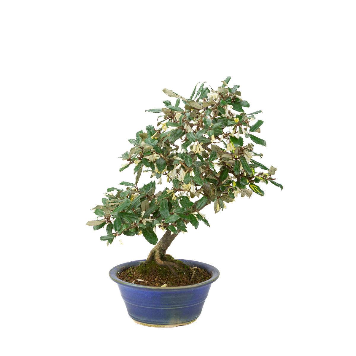 Elaeagnus pungens (Chalef épineux) dans pot rond bleu, hauteur ~38cm