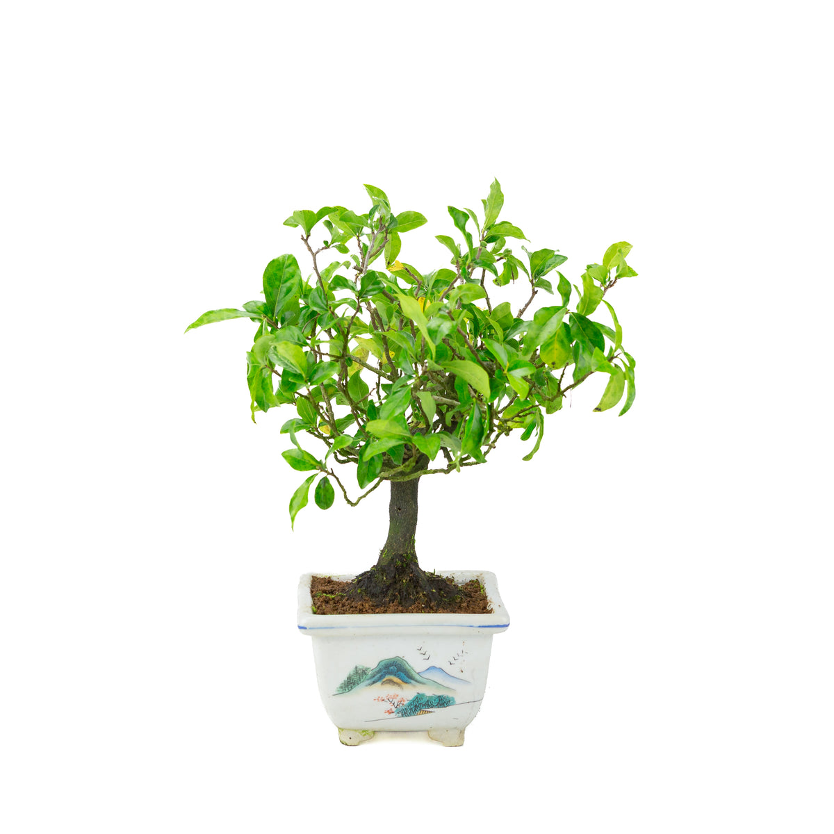 Diospyros kaki (Plaqueminier) pot carré peint, hauteur ~37 cm