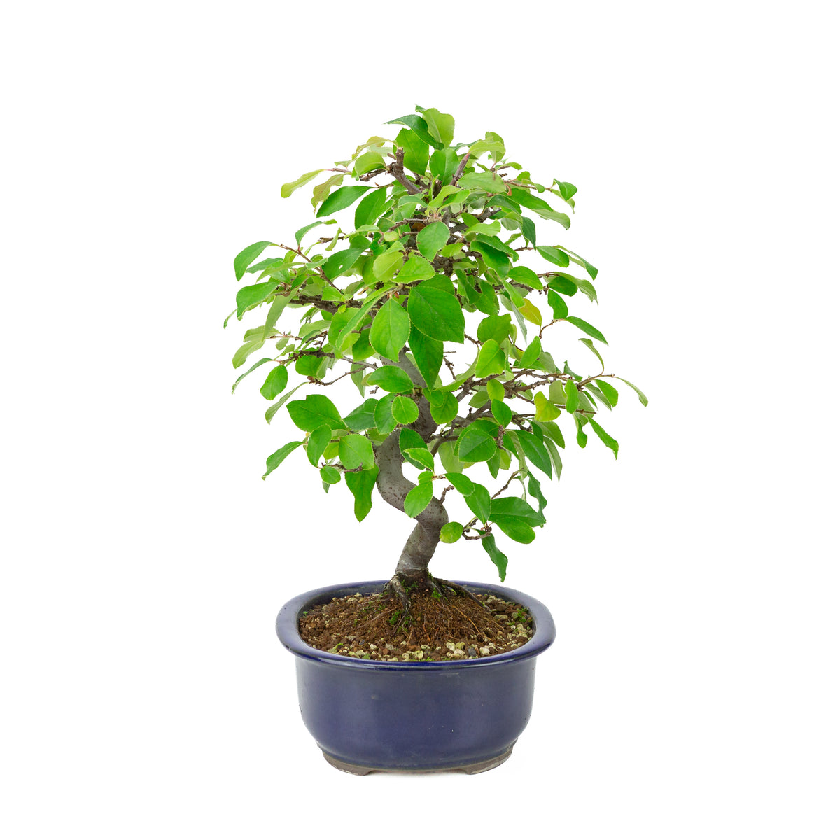 Chaenomeles sinensis (Cognassier de Chine) pot ovale bleue, hauteur ~41 cm