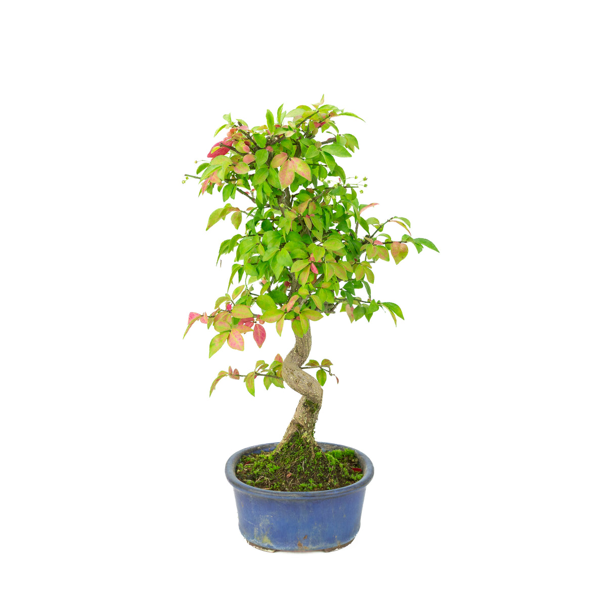 Euonymus alatus (Fusain ailé) pot ovale bleu, hauteur ~40cm