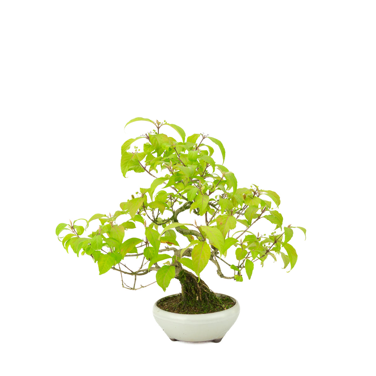 Callicarpa japonica (Callicarpe du Japon) dans pot rond crème, hauteur ~29 cm