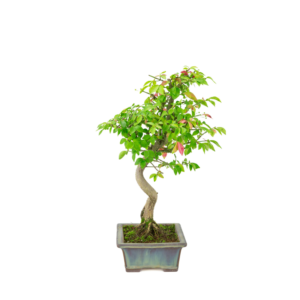 Euonymus alatus (Fusain ailé) pot rectangulaire bleu, hauteur ~36cm