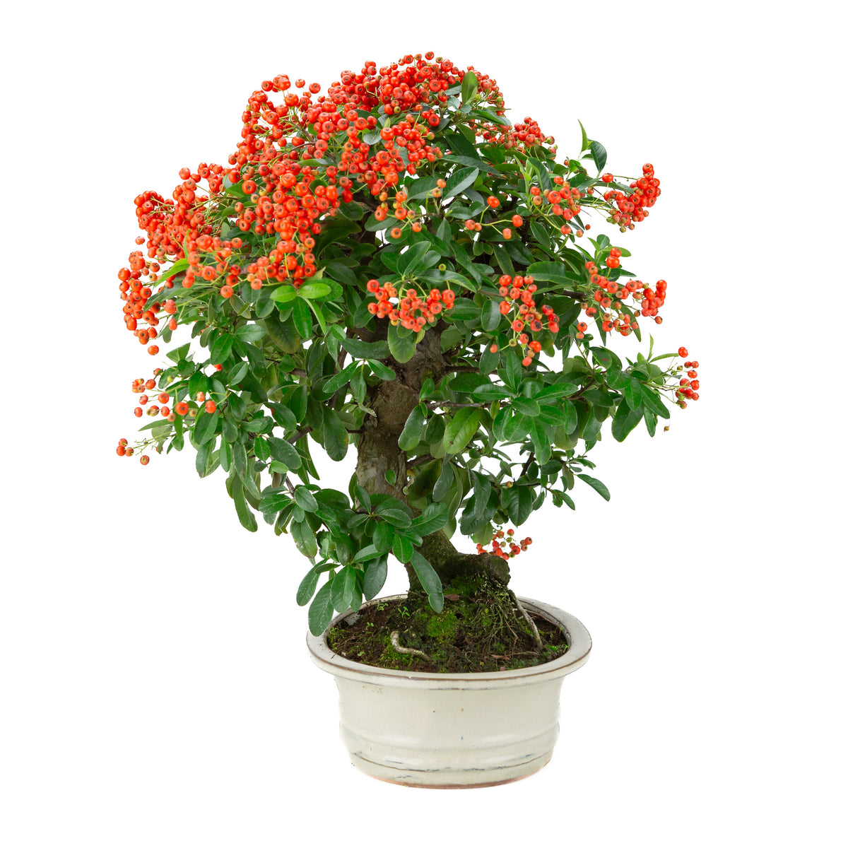 Pyracantha angustifolia (Buisson ardent) pot ovale crème, hauteur ~47cm
