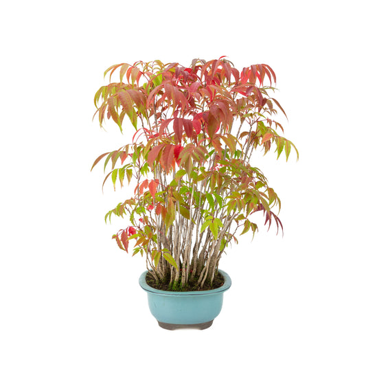 Rhus succedanea (Sumac à laque), pot ovale bleu, hauteur ~37cm