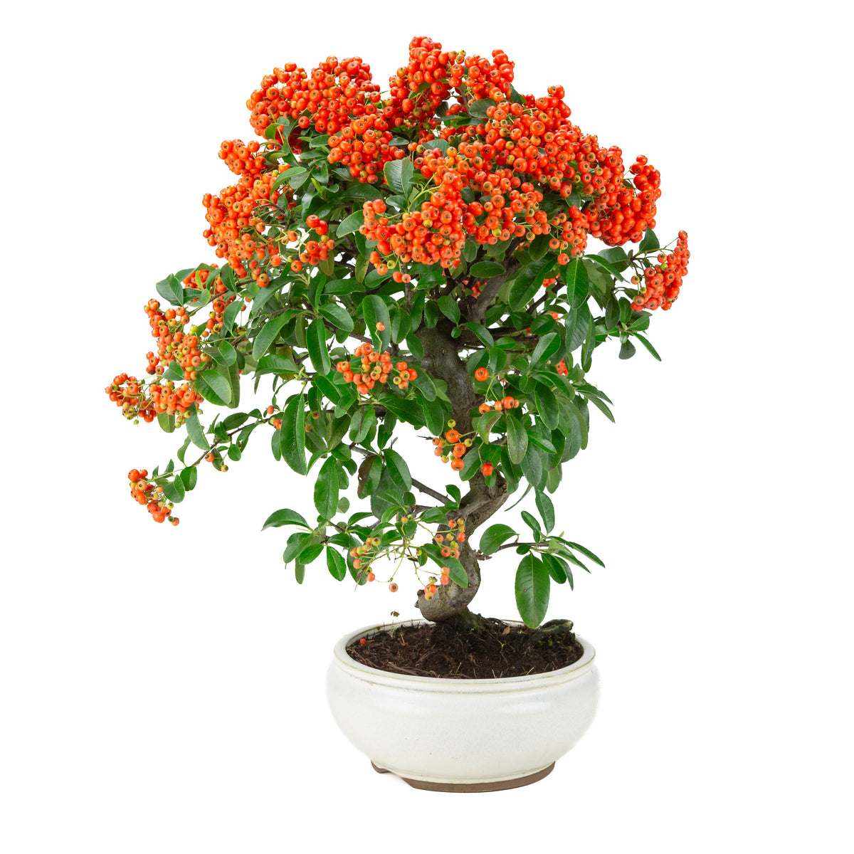 Pyracantha angustifolia (Buisson ardent) pot rond blanc, hauteur ~47cm