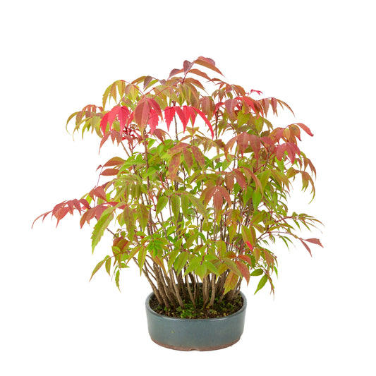 Rhus succedanea (Rhus verniciflua), pot ovale bleue, hauteur ~39cm