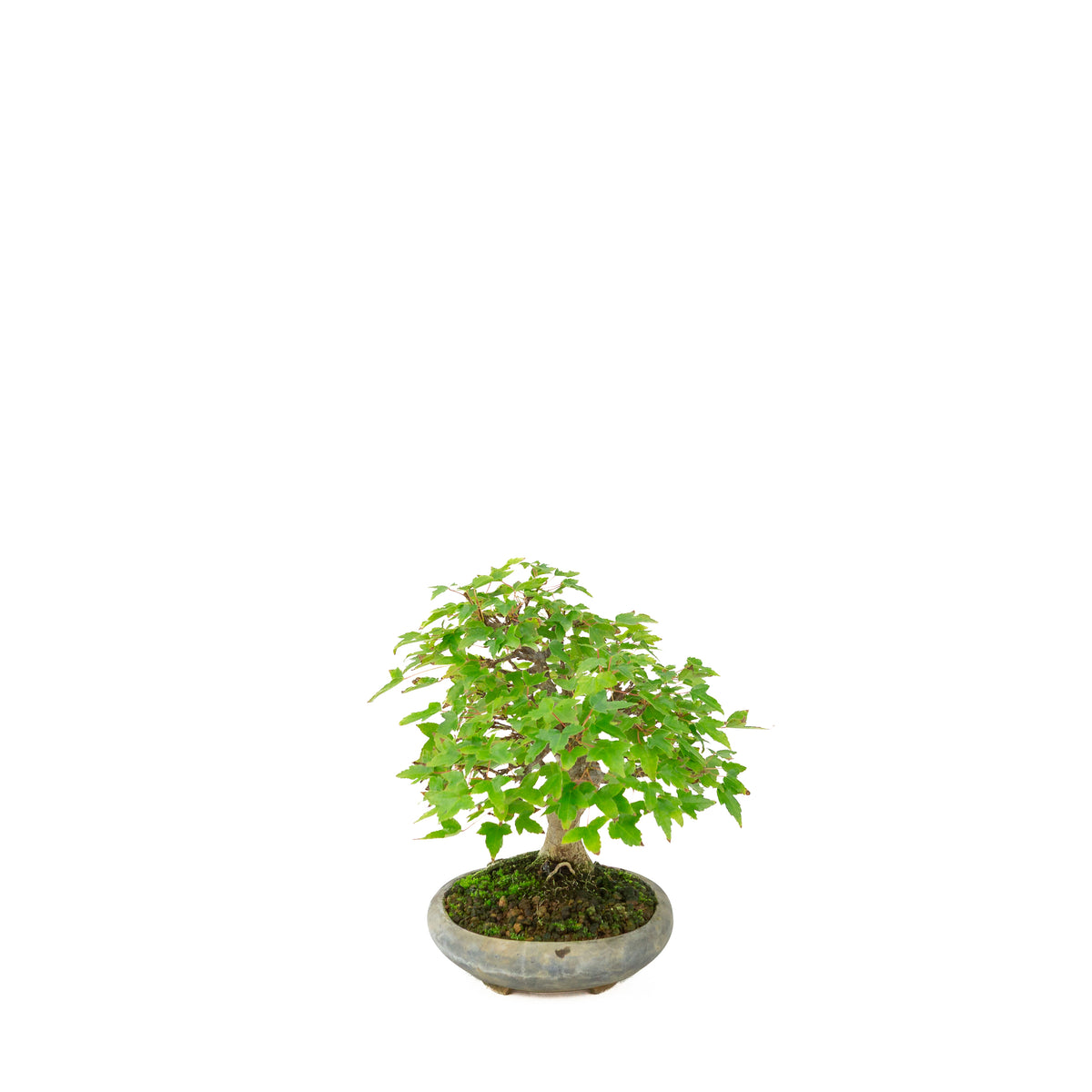 Acer buergerianum (Érable de Burger) dans un pot ovale noir, hauteur ~21 cm