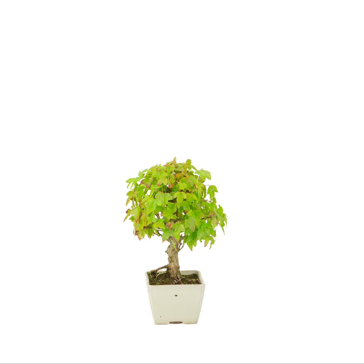 Acer buergerianum (Érable de Burger) pot carré crème, hauteur ~21 cm